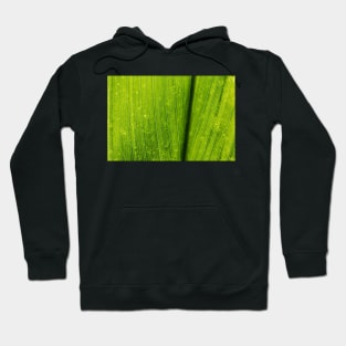 Close up of a Green Lotus Leave Texture Background Hoodie